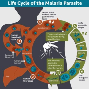 Malaria Life cycle